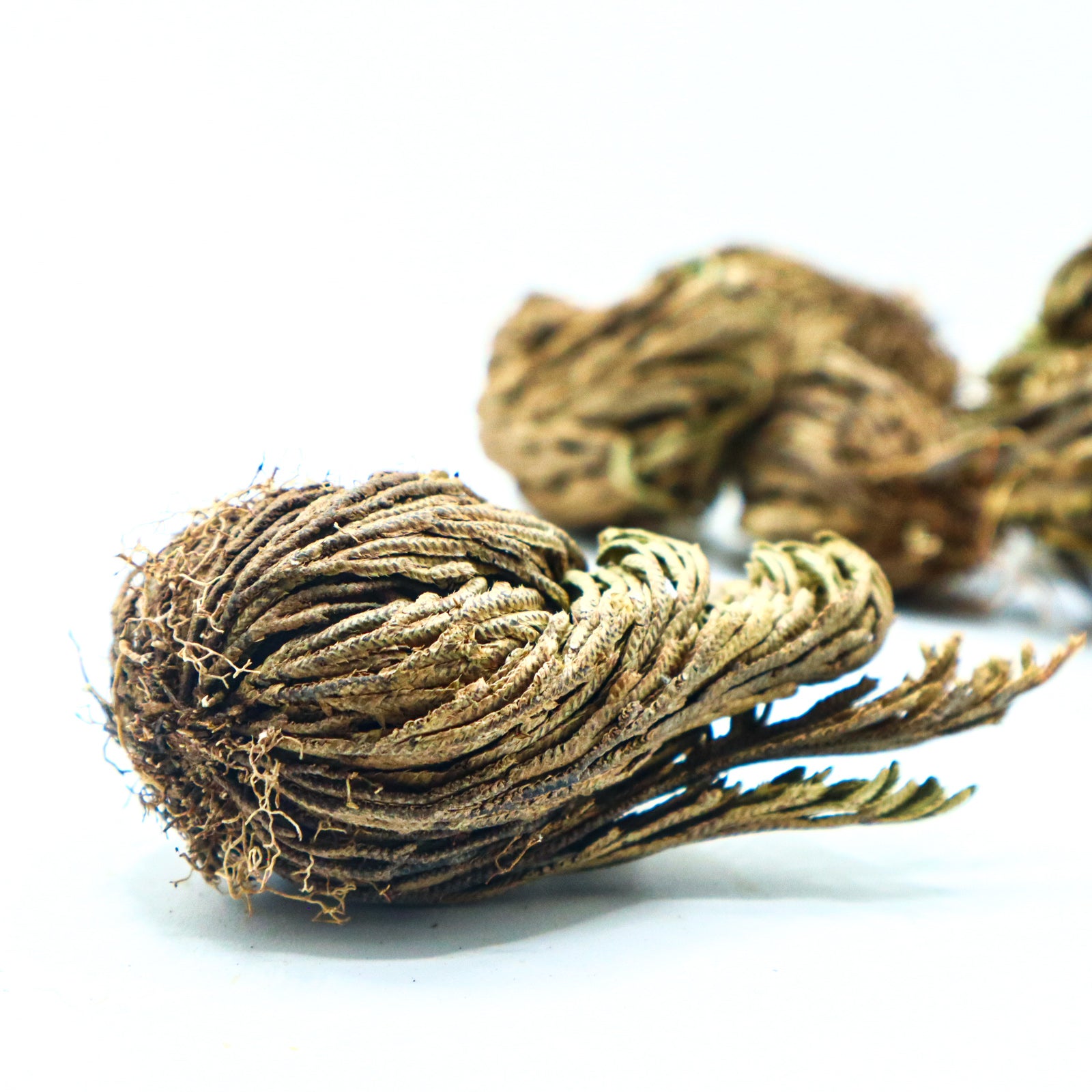 Rose of Jericho - Ressurection Plant
